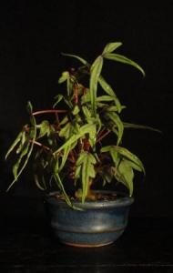 Begonia 'Partita'- Begónia 10B (10 cm-es tálban)