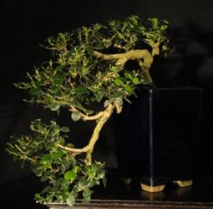 Carissa species kaszkád
