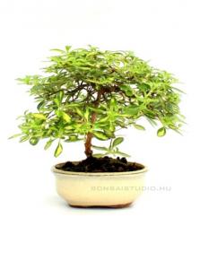 Coprosma species 'Variegata'- Koprozma 10B (10 cm-es tálban)
