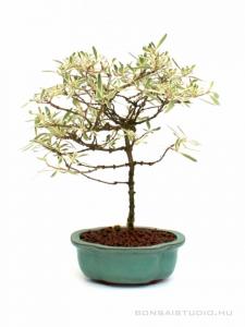 Coprosma species 'Variegata'- Koprozma 12B (12 cm-es tálban)
