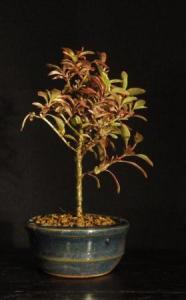 Corokia cotoneaster- Korókia 10B (10 cm-es tálban)