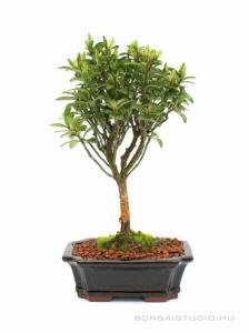 Euonymus japonicus- Kecskerágó 10B (10 cm-es tálban)