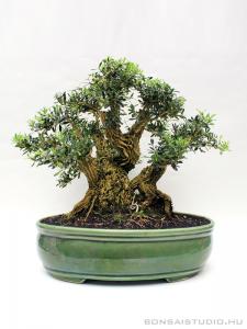 Buxus harlandii 01.
