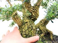Buxus harlandii 01.