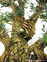 Buxus harlandii 01.