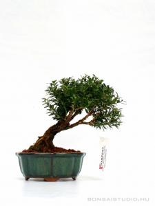 Buxus harlandii 02.