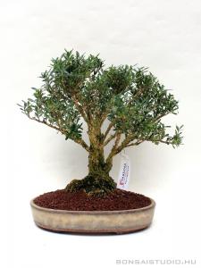 Buxus harlandii 05.