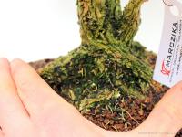 Buxus harlandii 05.