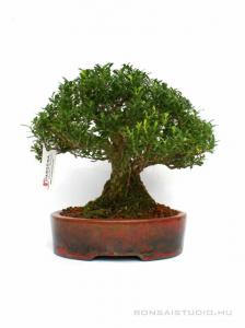 Buxus harlandii 06.