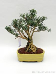 Buxus harlandii 07.
