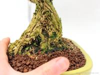 Buxus harlandii 07.