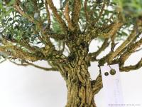 Buxus harlandii 08.