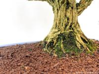 Buxus harlandii 08.