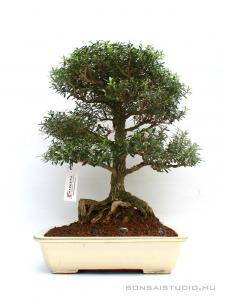 Buxus harlandii 09.