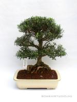 Buxus harlandii 09.