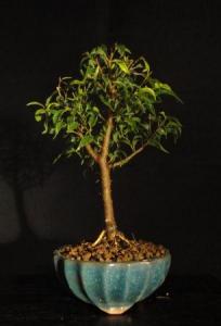Ficus pandora- Gumifa  12B (12cm-es kerek tálban)