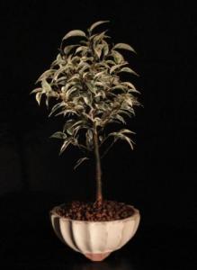 Ficus pandora 'Variegata'- Gumifa  12B (12cm-es kerek tálban)