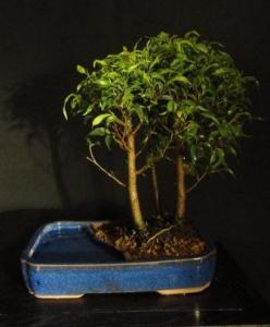 Ficus pandora- Gumifa kompozíció (25cm-es tálban)