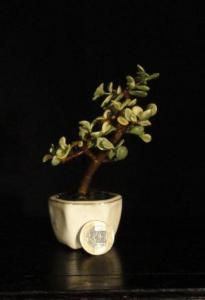 Portulacaria afra Lemon- Elefántcserje, porcsinfa 6B (6cm-es tálban)
