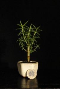 Crassula tetragona- Pozsgás faj 6B (6cm-es tálban)