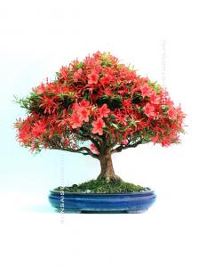 Rhododendron indicum 'Kinsai', hokidachi, 45cm-es bonsai
