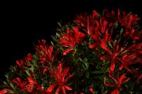 Rhododendron indicum 'Kinsai', hokidachi, 45cm-es bonsai