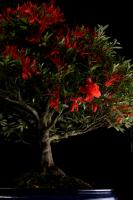 Rhododendron indicum 'Kinsai', hokidachi, 45cm-es bonsai}