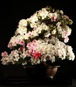 Rhododendron indicum 'Kaho', moyogi - 68cm-es bonsai