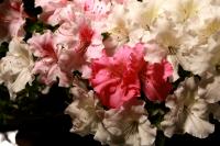 Rhododendron indicum 'Kaho', moyogi - 68cm-es bonsai