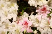 Rhododendron indicum 'Kaho', moyogi - 68cm-es bonsai}