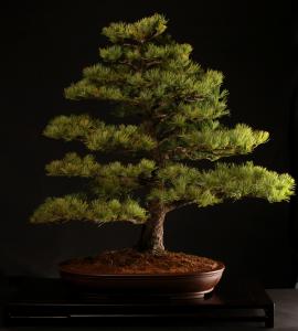 Pinus parviflora, chokkan - 70cm-es bonsai