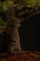 Pinus parviflora, chokkan - 70cm-es bonsai
