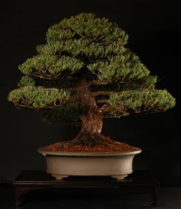 Pinus parviflora, moyogi - 55cm-es bonsai