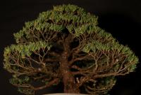 Pinus parviflora, moyogi - 55cm-es bonsai