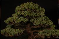 Pinus parviflora, moyogi - 55cm-es bonsai}