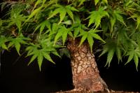 Acer palmatum 'Arakawa', moyogi - 66cm-es bonsai
