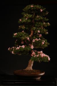 Rhododendron indicum 'Niosen', 95-cm-es bonsai