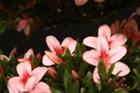 Rhododendron indicum 'Niosen', 95-cm-es bonsai