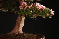 Rhododendron indicum 'Niosen', 95-cm-es bonsai
