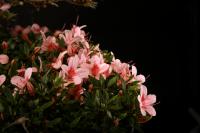 Rhododendron indicum 'Niosen', 95-cm-es bonsai}