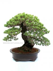 Pinus parviflora 'Kokonoe', 50 cm-es bonsai
