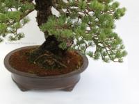 Pinus parviflora 'Kokonoe', 50 cm-es bonsai
