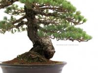 Pinus parviflora 'Kokonoe', 50 cm-es bonsai