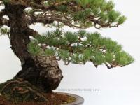 Pinus parviflora 'Kokonoe', 50 cm-es bonsai}