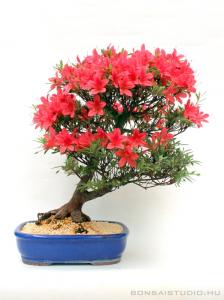 Rhododendron indicum 'Korin', 35-cm-es bonsai