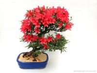 Rhododendron indicum 'Korin', 35-cm-es bonsai