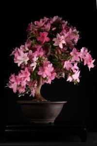 Rhododendron indicum 'Nasuno' 40-cm-es bonsai