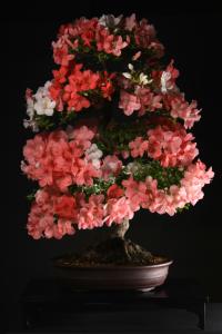 Rhododendron indicum 'Yama No Hikari', 78-cm-es bonsai