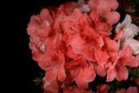 Rhododendron indicum 'Yama No Hikari', 78-cm-es bonsai