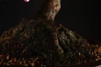 Rhododendron indicum 'Yama No Hikari', 78-cm-es bonsai}